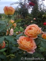 Lady of Shalott Lady of Shalott