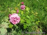 Reine des Violettes Reine des Violettes