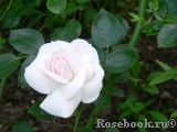 Aspirin Rose Aspirin Rose