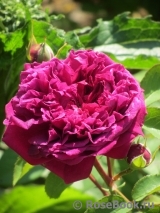 William Shakespeare 2000 William Shakespeare 2000
