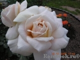 Lions Rose Lions Rose