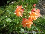 Westerland Westerland