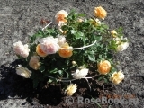 Crown Princess Margareta® Crown Princess Margareta®
