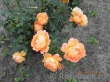 Lady of Shalott Lady of Shalott