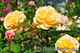 Rose de Gerberoy ® Rose de Gerberoy ®