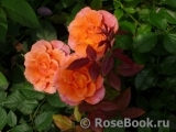 Rosemary Harkness Rosemary Harkness
