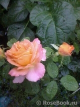 Rosemary Harkness Rosemary Harkness