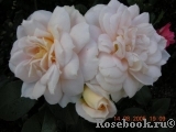 Lions Rose Lions Rose