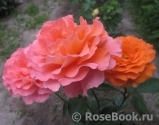 Rosemary Harkness Rosemary Harkness