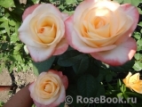 Belle Perle Belle Perle