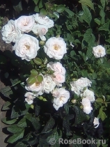 Aspirin Rose Aspirin Rose