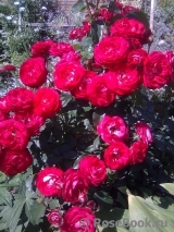 Planten un Blomen® Planten un Blomen®