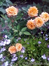 Apricot Clementine Apricot Clementine