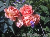 Lady of Shalott Lady of Shalott