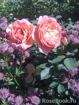 Lady of Shalott Lady of Shalott