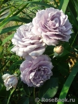 Novalis Novalis