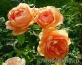 Lady of Shalott Lady of Shalott