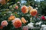 Lady of Shalott Lady of Shalott