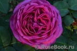 Heidi Klum Rose Heidi Klum Rose