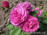 Heidi Klum Rose Heidi Klum Rose