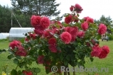 Rosarium Uetersen Rosarium Uetersen