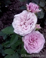 Lavender Ice Lavender Ice