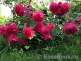 Rosarium Uetersen Rosarium Uetersen