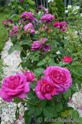 Heidi Klum Rose Heidi Klum Rose