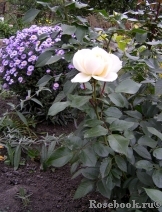 Lions Rose Lions Rose