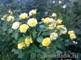 Golden Border Golden Border