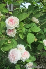 Felicite Parmentier Felicite Parmentier