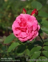 Morden Ruby Morden Ruby