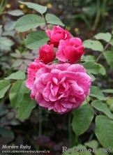 Morden Ruby Morden Ruby