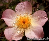 Alexandra Rose, The Alexandra Rose, The
