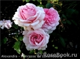 Alexandra - Princesse de Luxembourg ® Alexandra - Princesse de Luxembourg ®
