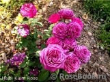 Heidi Klum Rose Heidi Klum Rose