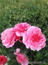 Tickled Pink Tickled Pink
