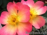 Alexandra Rose, The Alexandra Rose, The
