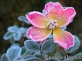Alexandra Rose, The Alexandra Rose, The
