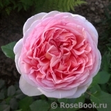 Abraham Darby Abraham Darby