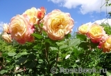 Gartenspass ® Gartenspass ®