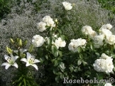 Lions Rose Lions Rose