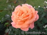 Rosemary Harkness Rosemary Harkness