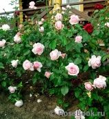 The Wedgwood Rose The Wedgwood Rose
