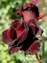 Black Baccara Black Baccara
