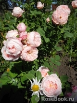 Claire Rose Claire Rose
