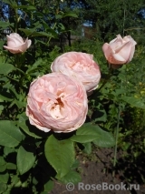 Claire Rose Claire Rose