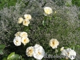 Lions Rose Lions Rose