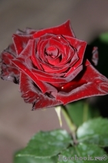 Black Baccara Black Baccara