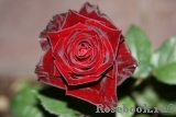 Black Baccara Black Baccara